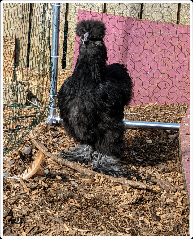 Floofy McFloofyPants the Black Silkie rooster